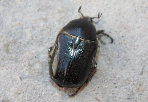 Aethiessa floralis